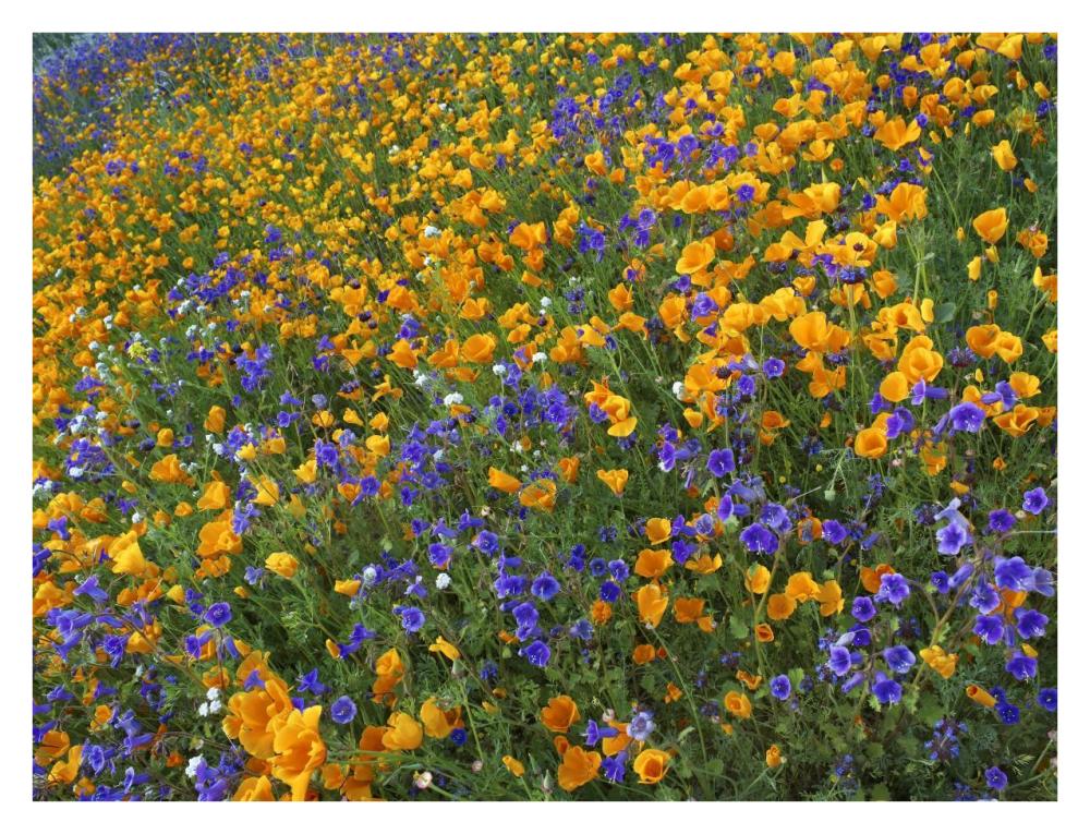 California Poppy And Desert Bluebell Flowers, Antelope Valley, California-Paper Art-34X26
