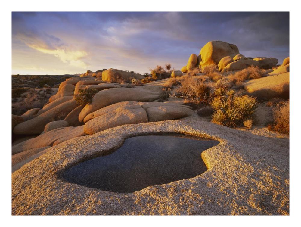 Water That Has Collected In Boulder, Joshua Tree National Park, California-Paper Art-26X20