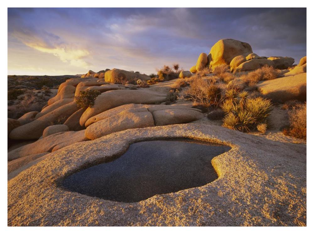 Water That Has Collected In Boulder, Joshua Tree National Park, California-Paper Art-42X32