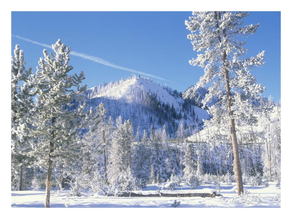 Pine Trees Covered With Snow In Winter, Yellowstone National Park, Wyoming-Paper Art-26X20