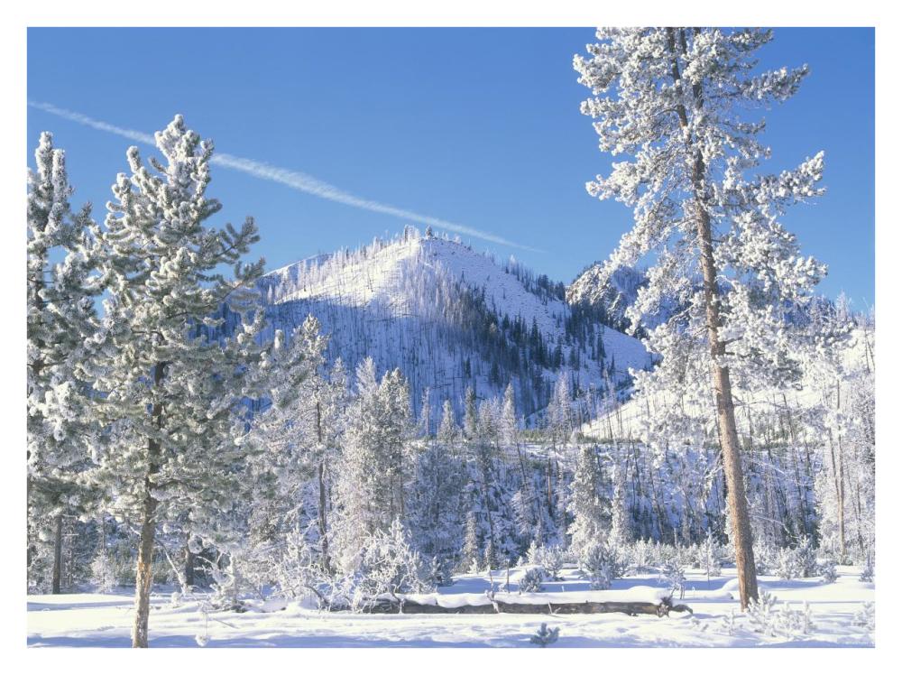 Pine Trees Covered With Snow In Winter, Yellowstone National Park, Wyoming-Paper Art-34X26
