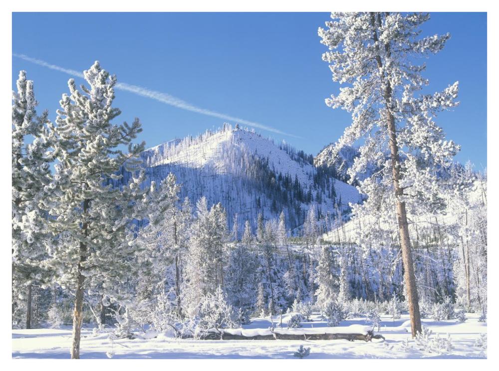 Pine Trees Covered With Snow In Winter, Yellowstone National Park, Wyoming-Paper Art-42X32