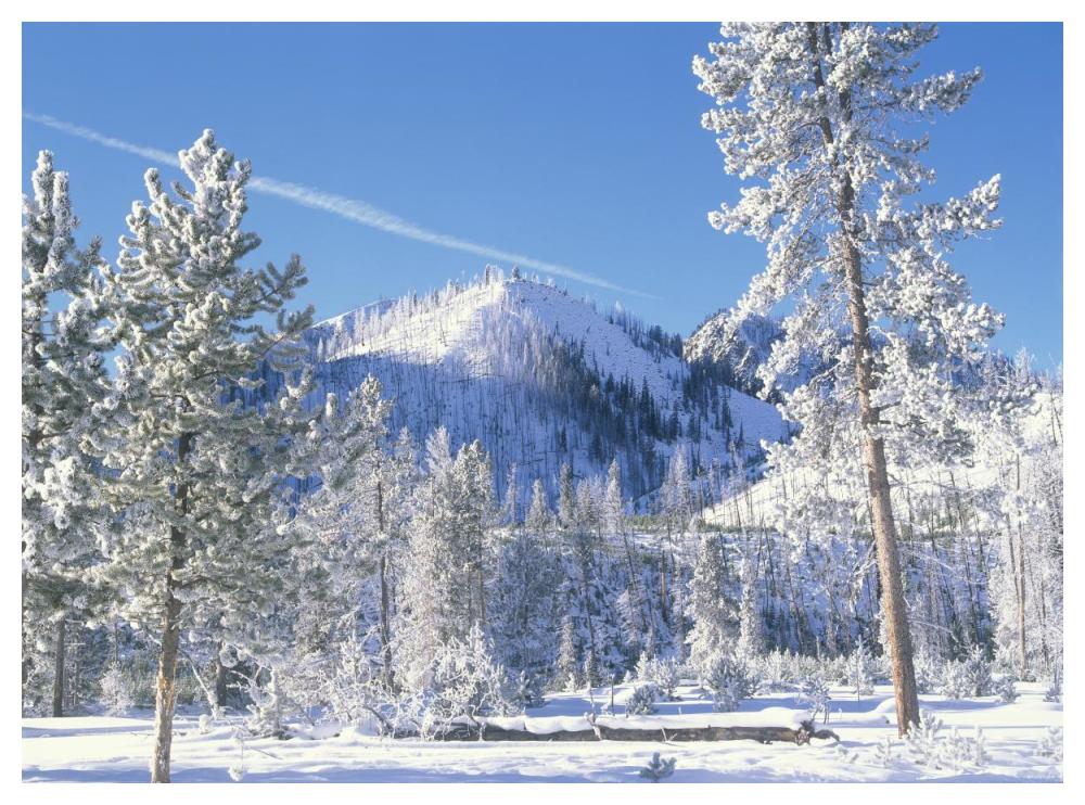 Pine Trees Covered With Snow In Winter, Yellowstone National Park, Wyoming-Paper Art-50X38