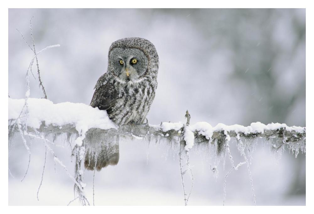 Great Gray Owl Perching On A Snow-Covered Branch, British Columbia, Canada-Paper Art-20X14