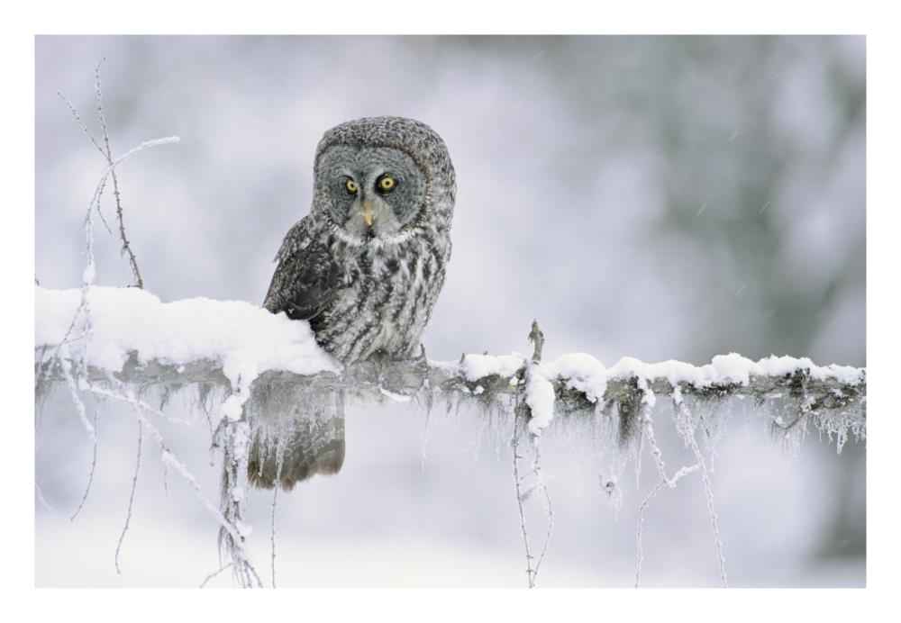 Great Gray Owl Perching On A Snow-Covered Branch, British Columbia, Canada-Paper Art-26X18