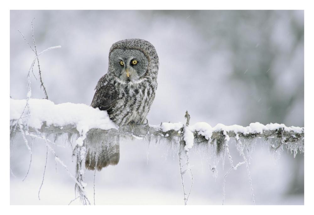 Great Gray Owl Perching On A Snow-Covered Branch, British Columbia, Canada-Paper Art-32X22