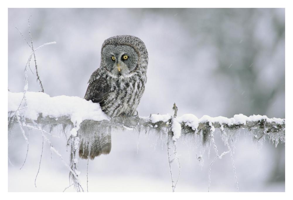 Great Gray Owl Perching On A Snow-Covered Branch, British Columbia, Canada-Paper Art-38X26
