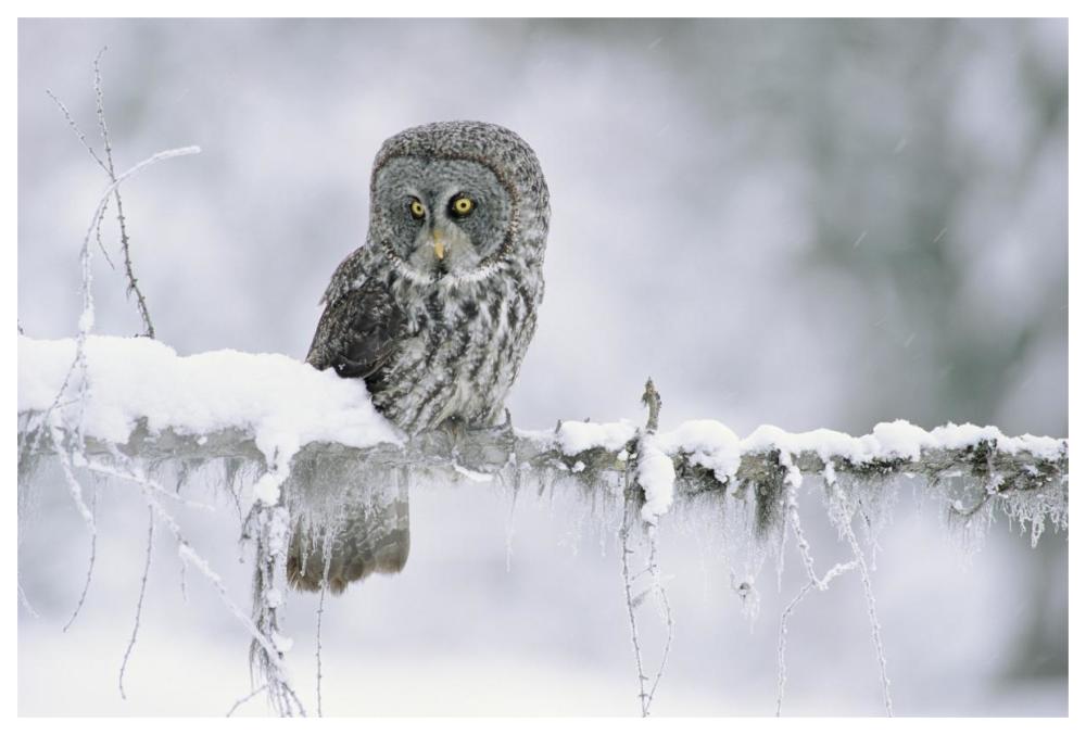 Great Gray Owl Perching On A Snow-Covered Branch, British Columbia, Canada-Paper Art-62X42