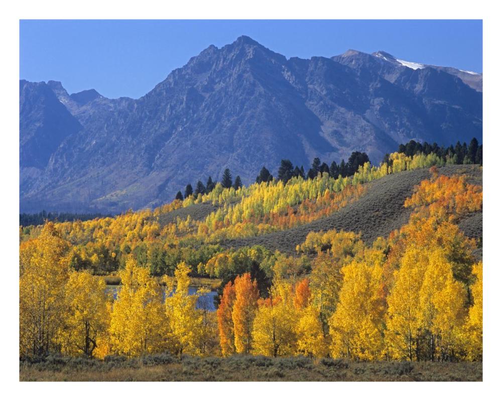 Ranger Peak And Aspen Forest In Autumn, Grand Teton National Park, Wyoming-Paper Art-26X20