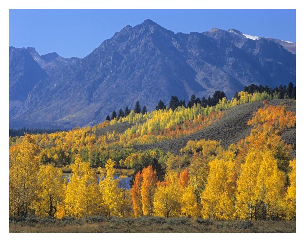 Ranger Peak And Aspen Forest In Autumn, Grand Teton National Park, Wyoming-Paper Art-34X26