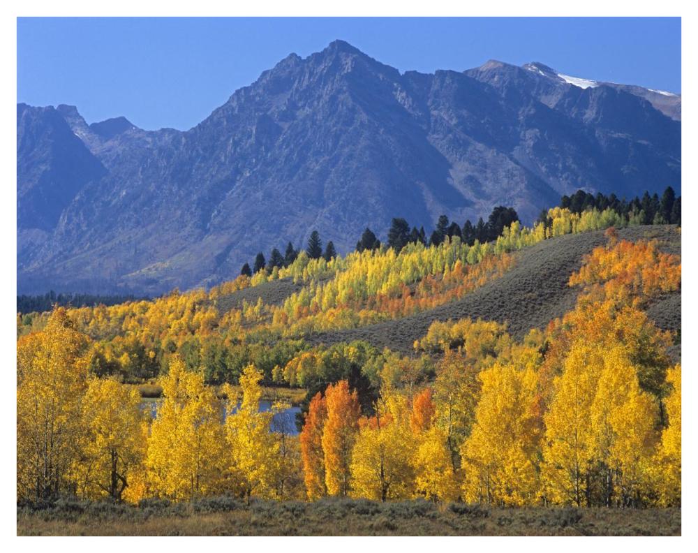 Ranger Peak And Aspen Forest In Autumn, Grand Teton National Park, Wyoming-Paper Art-42X32
