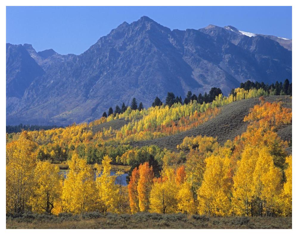 Ranger Peak And Aspen Forest In Autumn, Grand Teton National Park, Wyoming-Paper Art-50X38