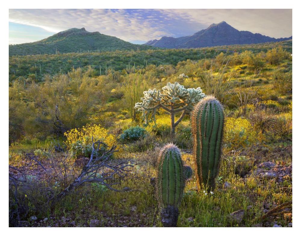 Ajo Mountains, Organ Pipe Cactus National Monument, Sonoran Desert, Arizona-Paper Art-18X14