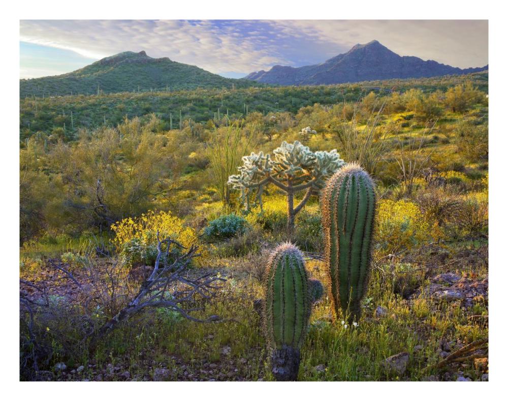 Ajo Mountains, Organ Pipe Cactus National Monument, Sonoran Desert, Arizona-Paper Art-26X20