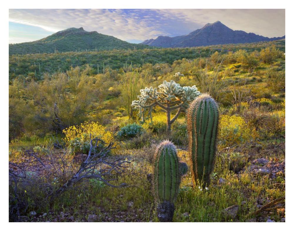 Ajo Mountains, Organ Pipe Cactus National Monument, Sonoran Desert, Arizona-Paper Art-34X26