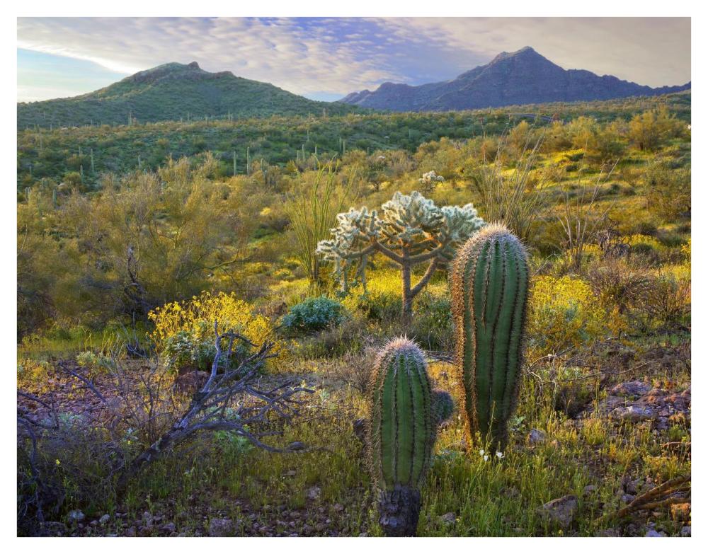 Ajo Mountains, Organ Pipe Cactus National Monument, Sonoran Desert, Arizona-Paper Art-42X32