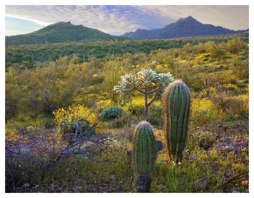 Ajo Mountains, Organ Pipe Cactus National Monument, Sonoran Desert, Arizona-Paper Art-50X38