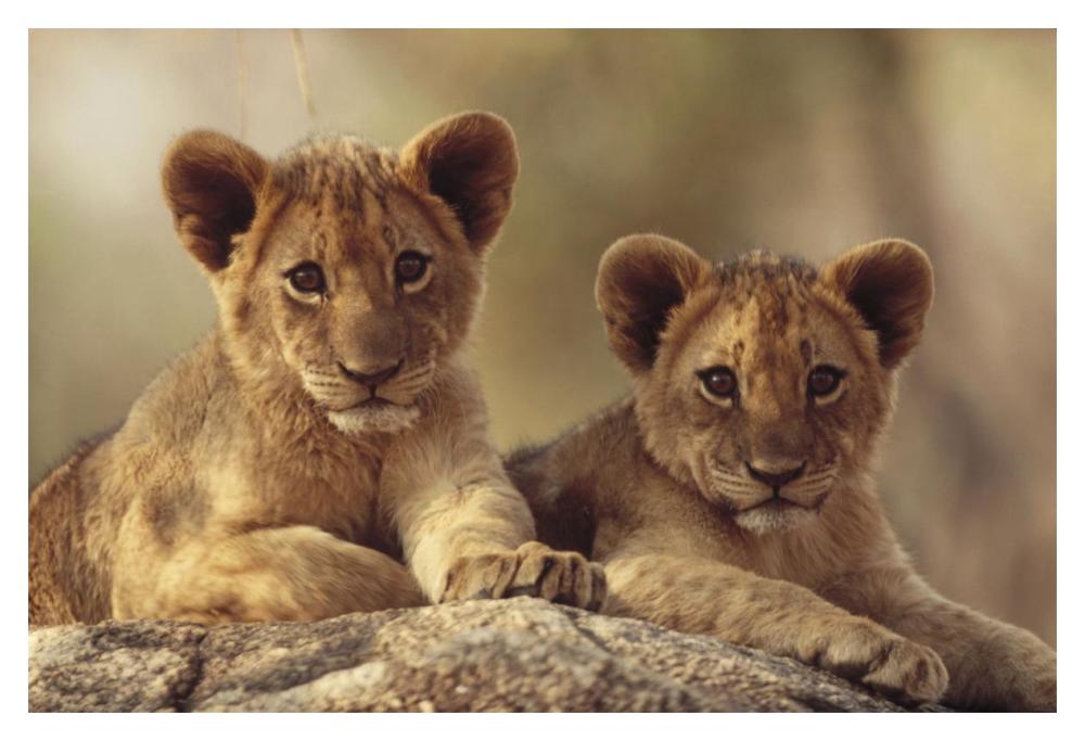African Lion Cubs Resting On A Rock, Hwange National Park, Zimbabwe, Africa-Paper Art-20X14