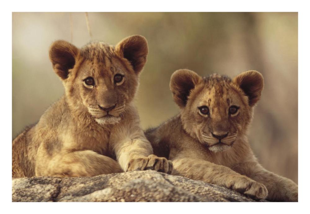 African Lion Cubs Resting On A Rock, Hwange National Park, Zimbabwe, Africa-Paper Art-26X18