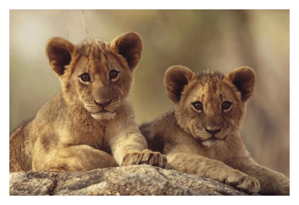 African Lion Cubs Resting On A Rock, Hwange National Park, Zimbabwe, Africa-Paper Art-32X22