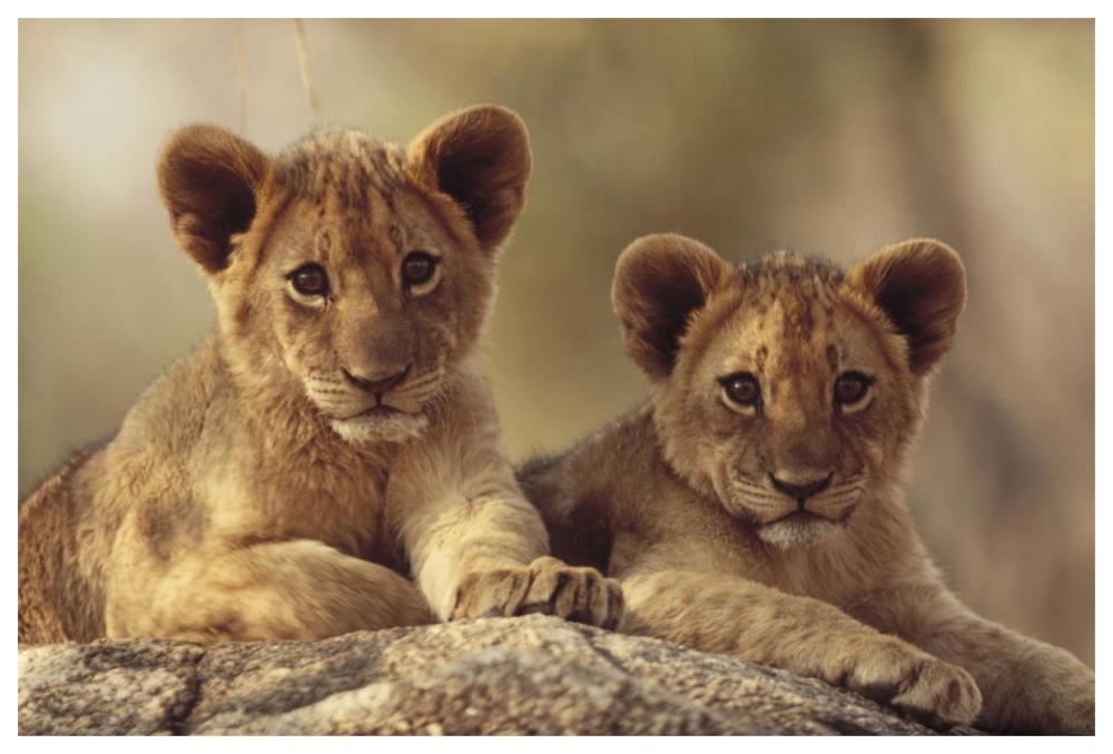 African Lion Cubs Resting On A Rock, Hwange National Park, Zimbabwe, Africa-Paper Art-62X42