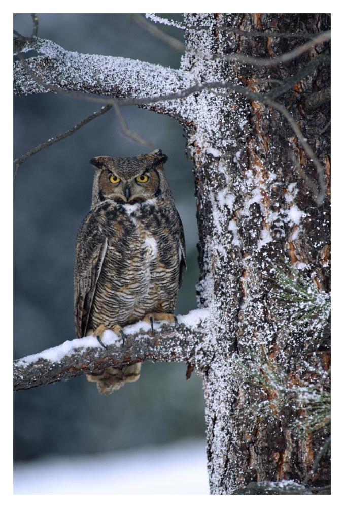 Great Horned Owl Perched In Tree Dusted With Snow, British Columbia, Canada-Paper Art-14X20