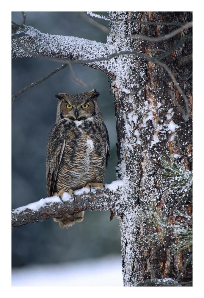 Great Horned Owl Perched In Tree Dusted With Snow, British Columbia, Canada-Paper Art-18X26