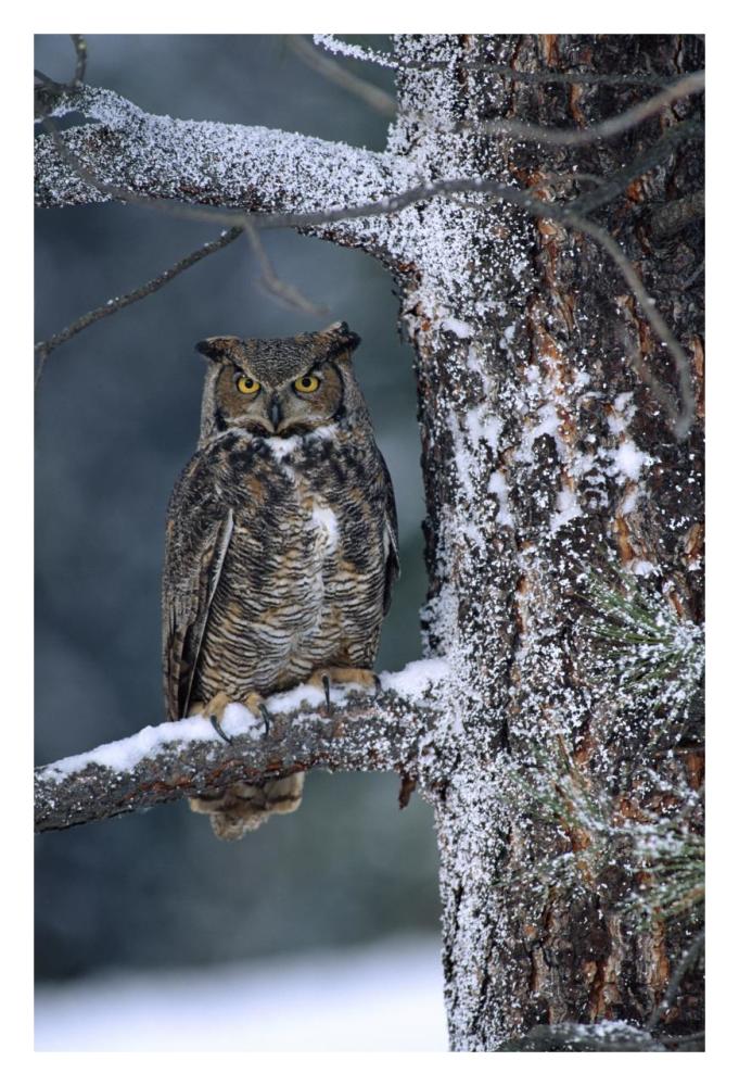 Great Horned Owl Perched In Tree Dusted With Snow, British Columbia, Canada-Paper Art-22X32