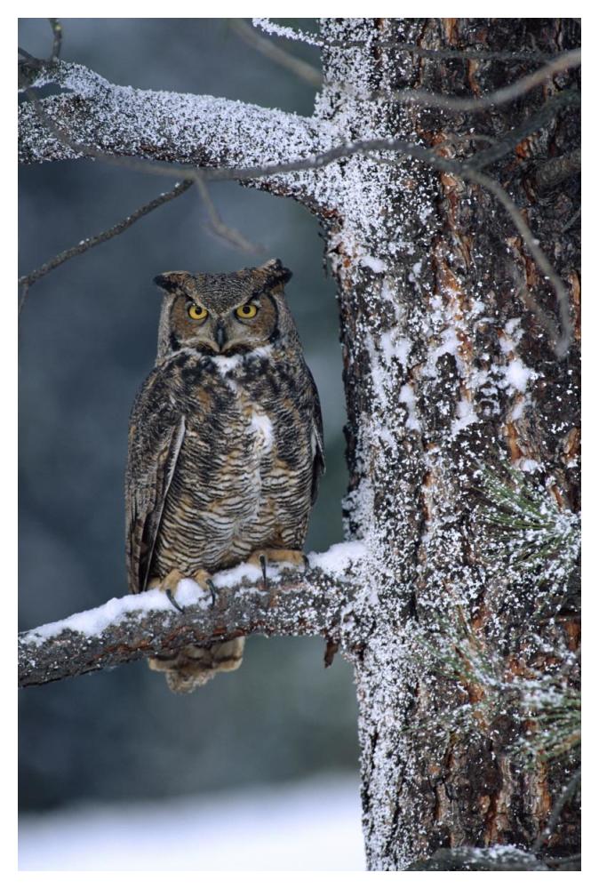 Great Horned Owl Perched In Tree Dusted With Snow, British Columbia, Canada-Paper Art-34X50