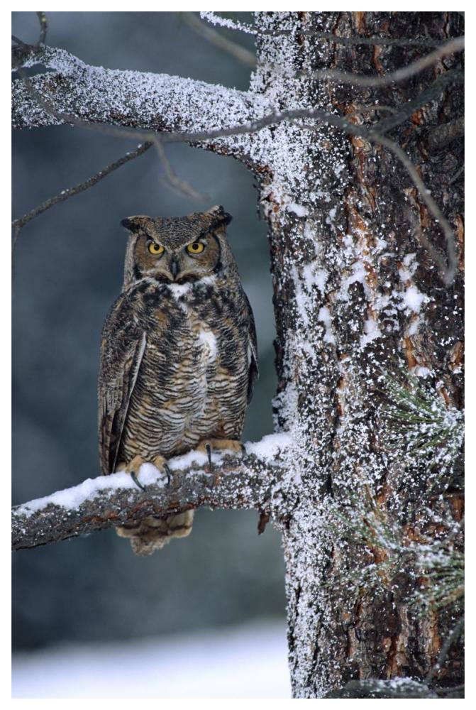Great Horned Owl Perched In Tree Dusted With Snow, British Columbia, Canada-Paper Art-42X62