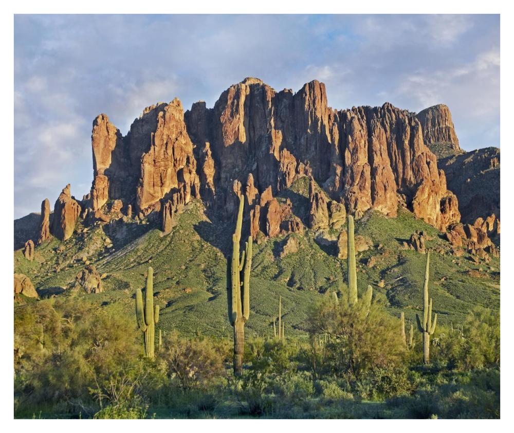 Saguaro Cacti And Superstition Mountains, Lost Dutchman State Park, Arizona-Paper Art-38X31.88