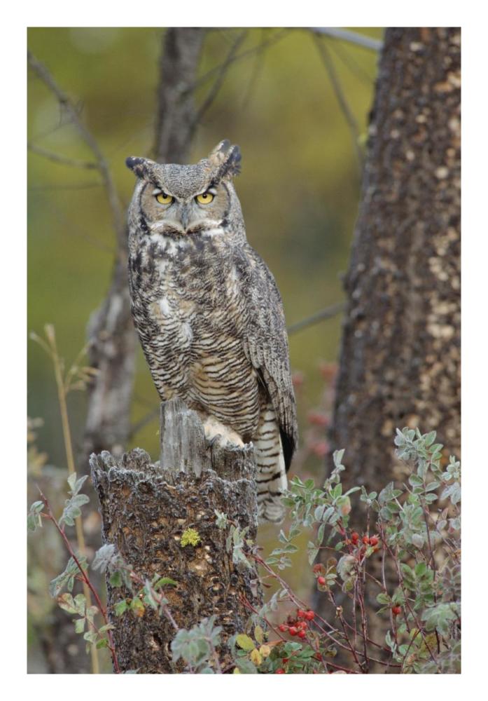 Great Horned Owl In Its Pale Form Perching On Snag, British Columbia, Canada-Paper Art-18X26