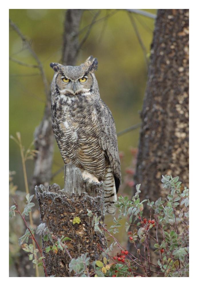 Great Horned Owl In Its Pale Form Perching On Snag, British Columbia, Canada-Paper Art-22X32