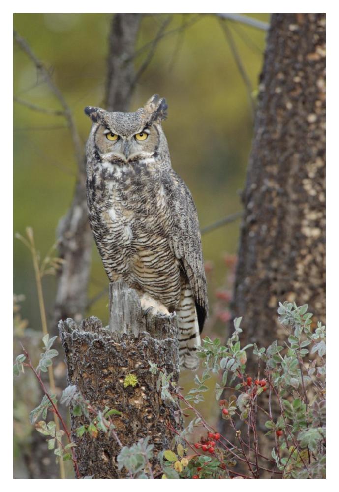 Great Horned Owl In Its Pale Form Perching On Snag, British Columbia, Canada-Paper Art-26X38