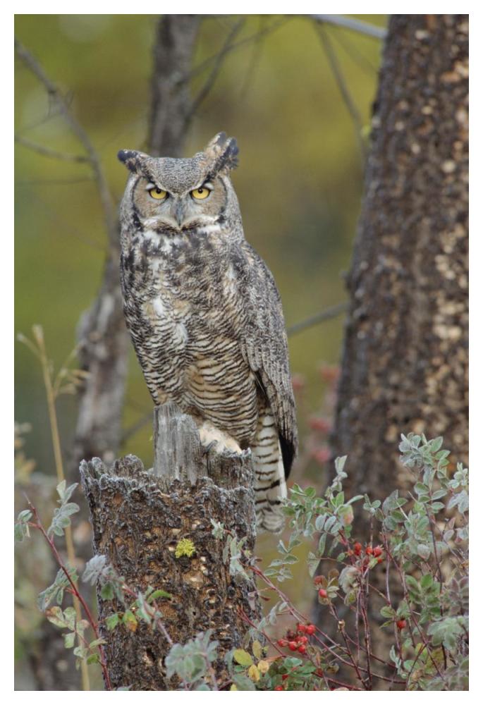Great Horned Owl In Its Pale Form Perching On Snag, British Columbia, Canada-Paper Art-34X50