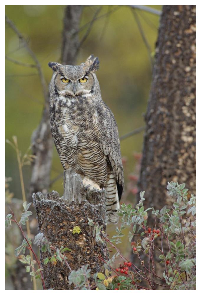 Great Horned Owl In Its Pale Form Perching On Snag, British Columbia, Canada-Paper Art-42X62