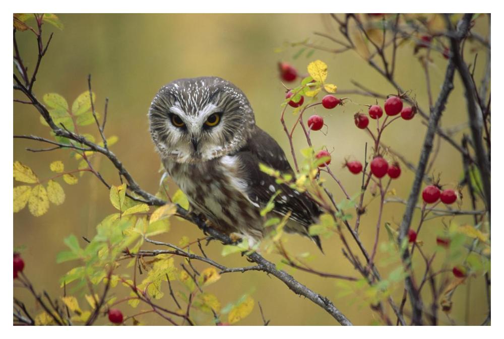 Northern Saw-Whet Owl Perching In A Wild Rose Bush, British Columbia, Canada-Paper Art-20X14