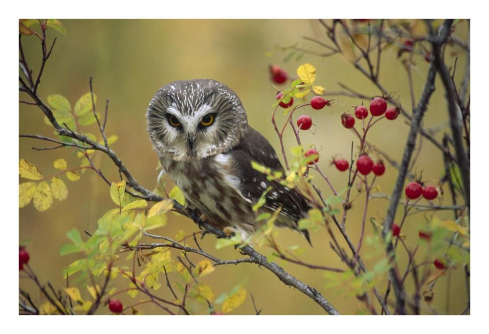 Northern Saw-Whet Owl Perching In A Wild Rose Bush, British Columbia, Canada-Paper Art-26X18