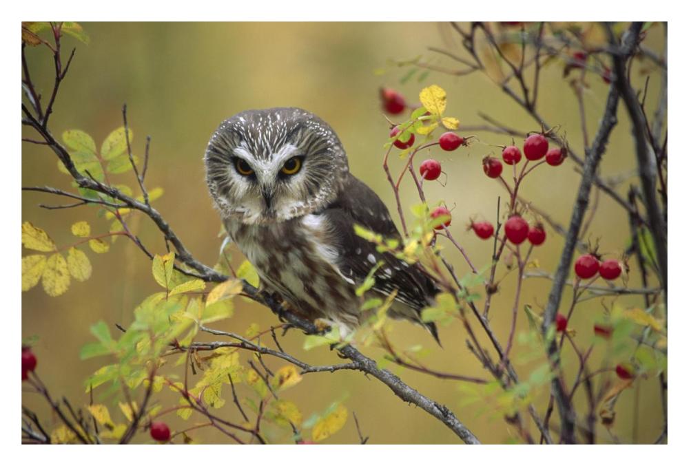 Northern Saw-Whet Owl Perching In A Wild Rose Bush, British Columbia, Canada-Paper Art-32X22