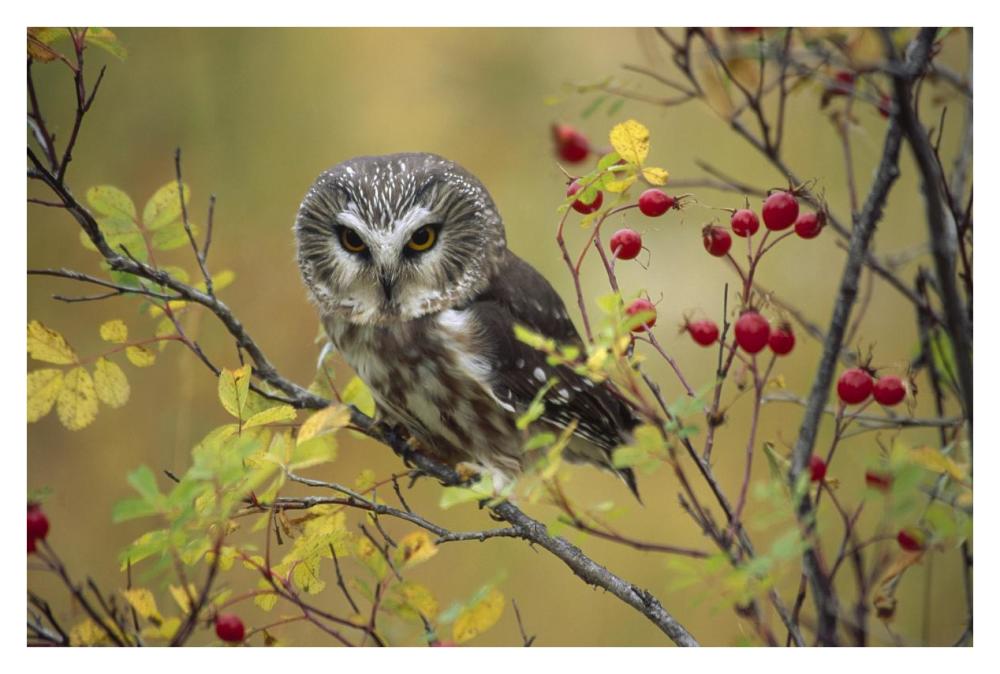 Northern Saw-Whet Owl Perching In A Wild Rose Bush, British Columbia, Canada-Paper Art-38X26