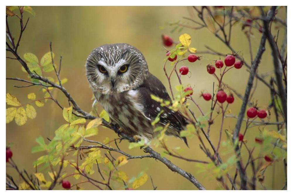 Northern Saw-Whet Owl Perching In A Wild Rose Bush, British Columbia, Canada-Paper Art-50X34