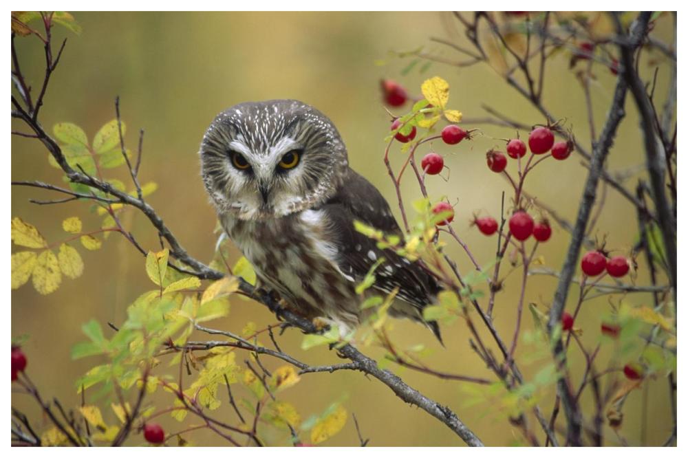 Northern Saw-Whet Owl Perching In A Wild Rose Bush, British Columbia, Canada-Paper Art-62X42