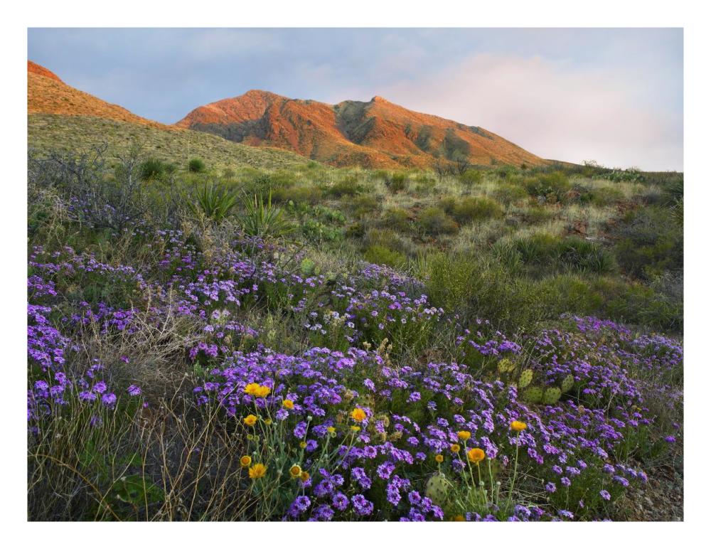 Herb Of The Cross At Franklin Mountains State Park, Chihuahuan Desert, Texas-Paper Art-26X20