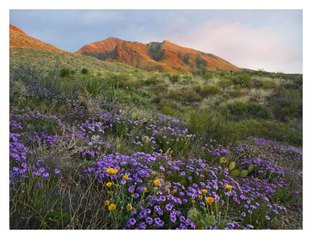 Herb Of The Cross At Franklin Mountains State Park, Chihuahuan Desert, Texas-Paper Art-34X26