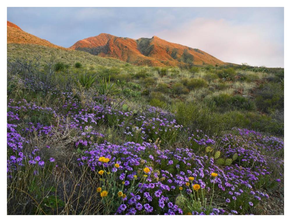 Herb Of The Cross At Franklin Mountains State Park, Chihuahuan Desert, Texas-Paper Art-42X32