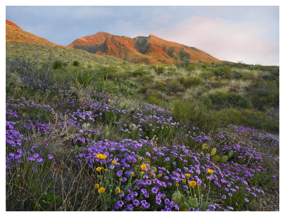 Herb Of The Cross At Franklin Mountains State Park, Chihuahuan Desert, Texas-Paper Art-50X38