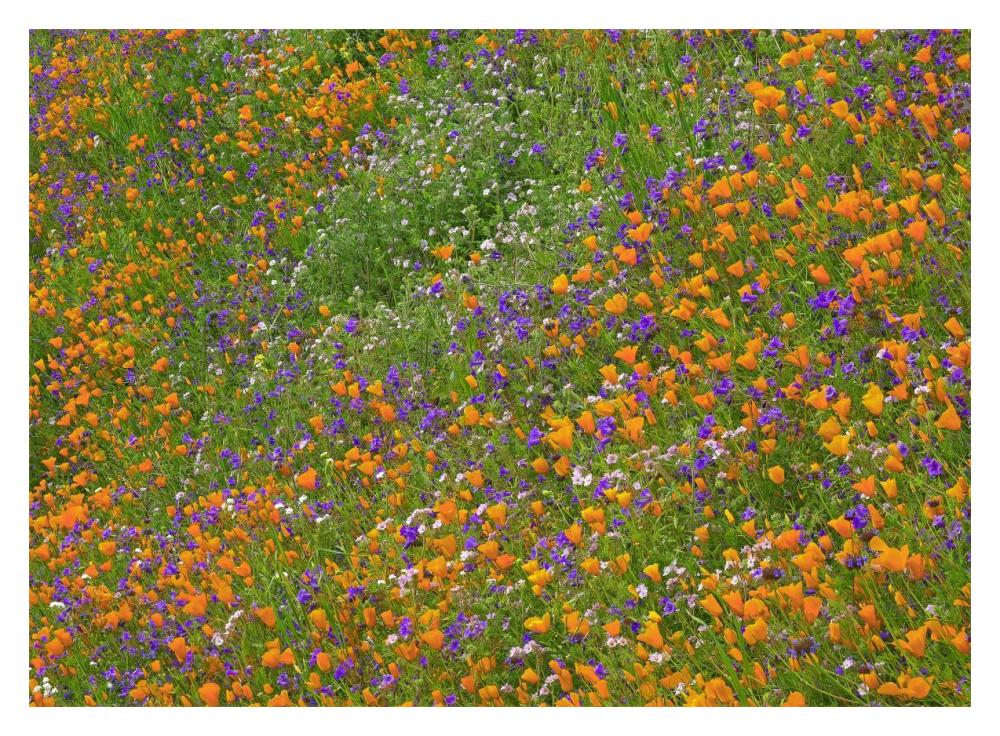 California Poppy And Desert Bluebell Carpeting A Spring Hillside, California-Paper Art-18X14