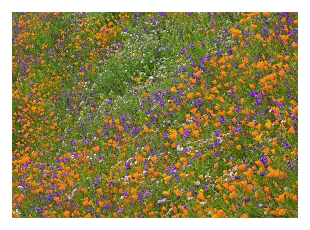 California Poppy And Desert Bluebell Carpeting A Spring Hillside, California-Paper Art-26X20