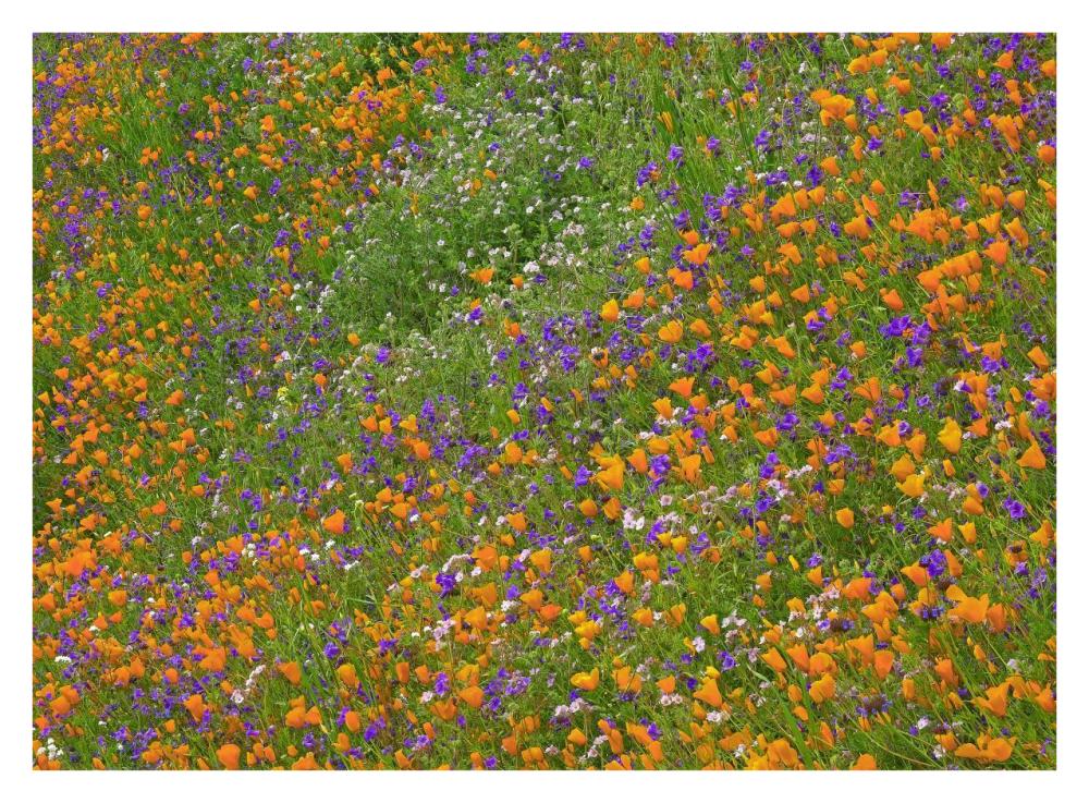 California Poppy And Desert Bluebell Carpeting A Spring Hillside, California-Paper Art-34X26