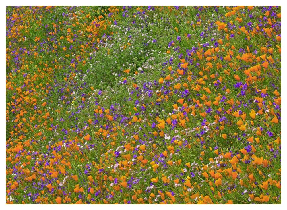 California Poppy And Desert Bluebell Carpeting A Spring Hillside, California-Paper Art-50X38